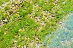 藻