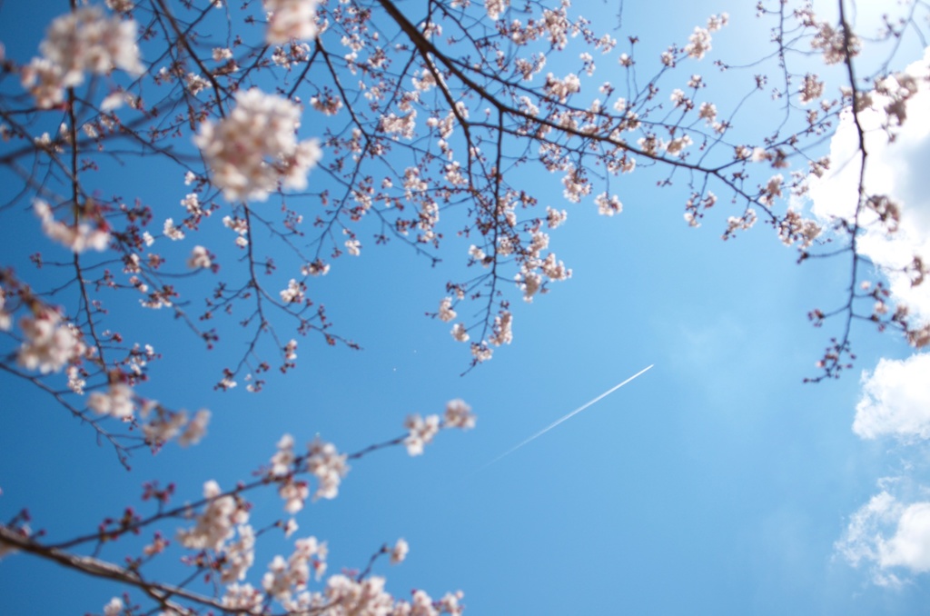 桜と飛行機