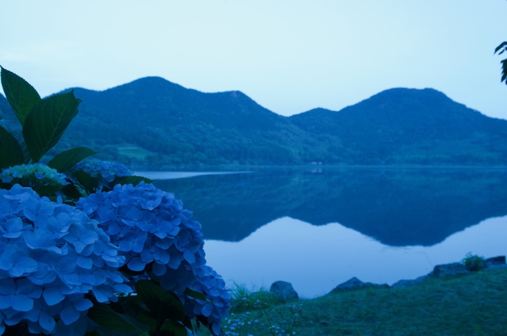 紫陽花