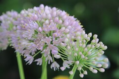 藪の中の花火