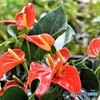 心配そうな花たちの囁き　(アンスリウム）