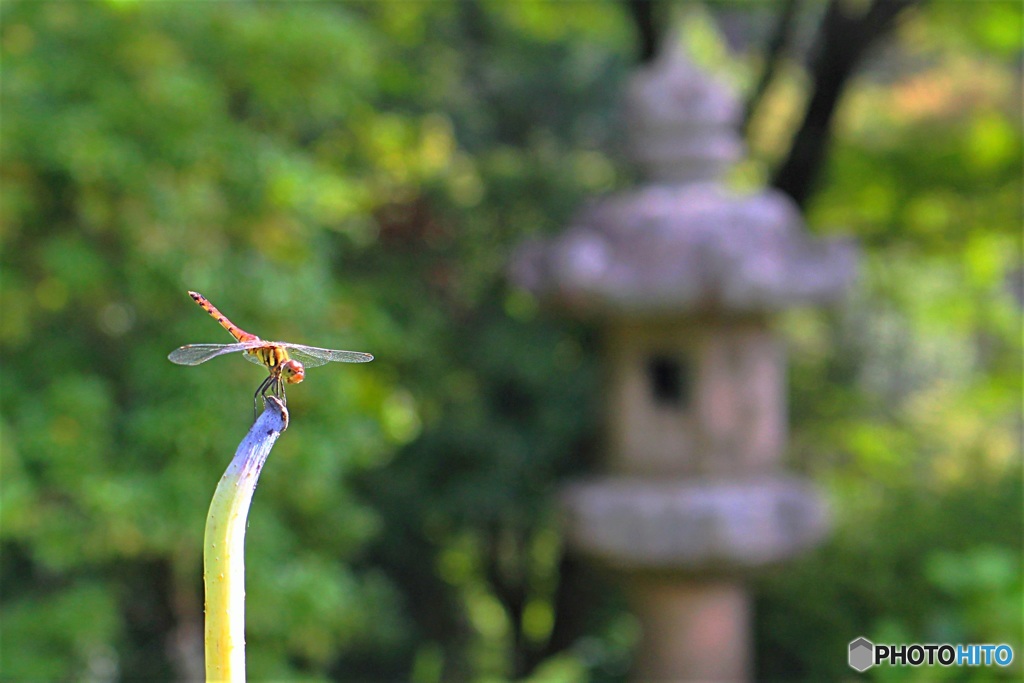 蓮の花の代わりに　(三室戸寺　７）