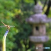 蓮の花の代わりに　(三室戸寺　７）