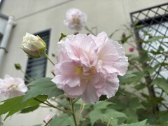 ノンアルで酔う酔芙蓉