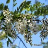 木陰でサラサラ　（白藤）