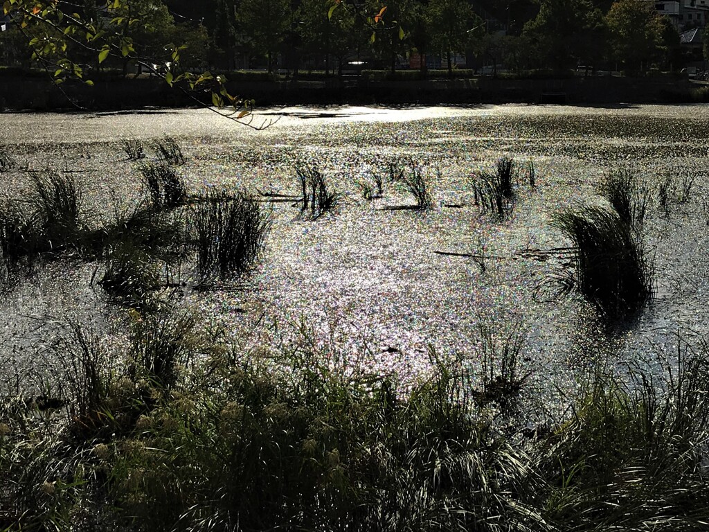 池騒ぐ