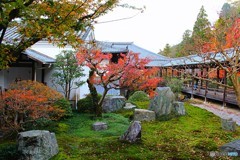 可愛いよ、こっち見て　（南禅寺　方丈にて　５）