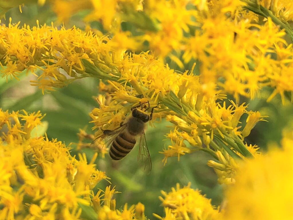 蜂　なに思う