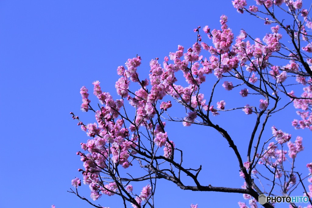 春を引っ張るピンクパワー　（ウメ）