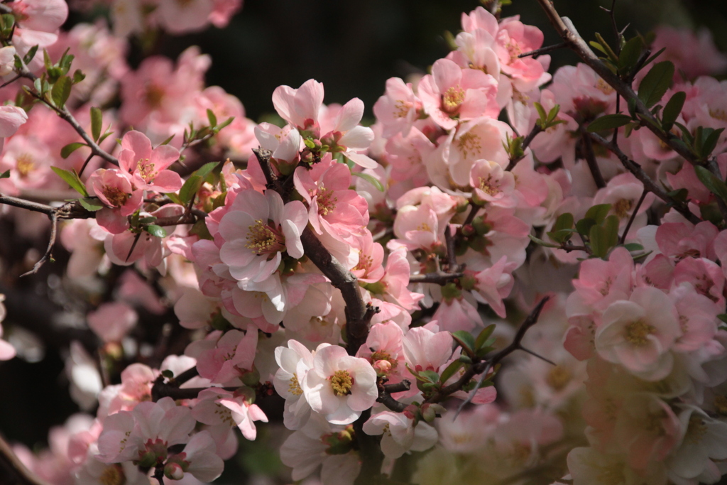 花は頑張って咲いているけれども