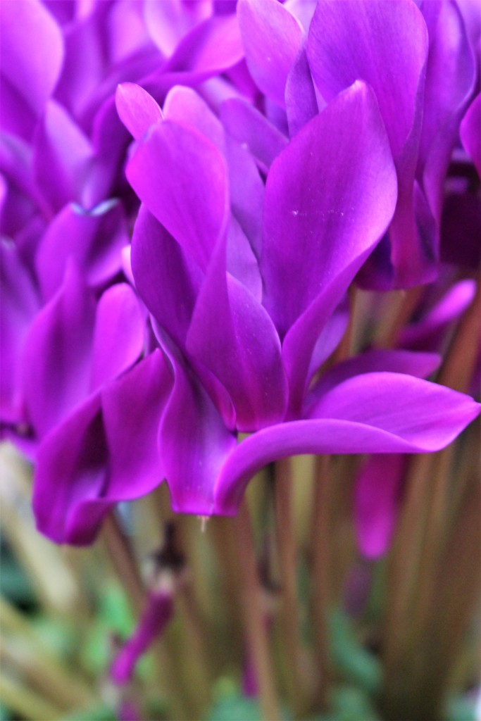 冬にブルーの花は合うか