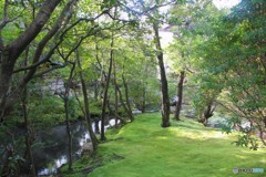 晩秋にも緑の静けさ　(南禅寺　金地院にて　２）