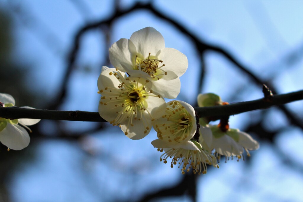 行きつ戻りつの春