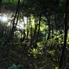 蘇る森の記憶