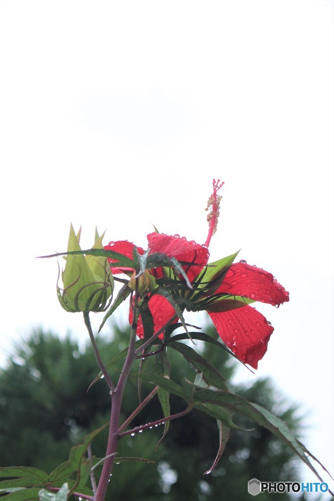 花の向かう先から晴れるはず　（モミジアオイ）