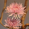 心に花を　　