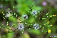 小さな打ち上げ花火