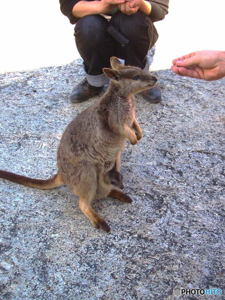 小さいけれども母なのよ。（オーストラリアの生き物　１）