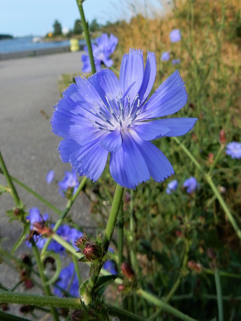 野原への道標　－　チコリ　　（コペンハーゲンの野原の花）