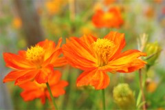 前の台風では頑張ったのだけど・・・（キバナコスモス）