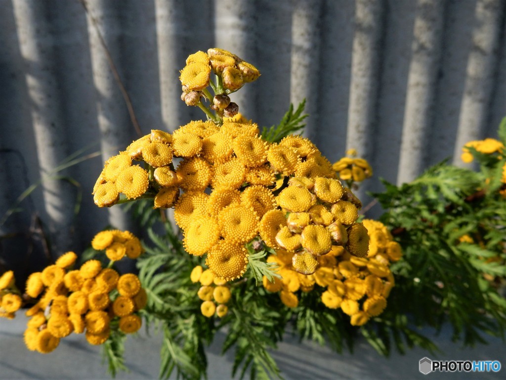 飛び出す元気　ー　タンジ―（コペンハーゲンの野原の花）