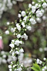 雨に融けそうだけれども融けません　（ユキヤナギ）