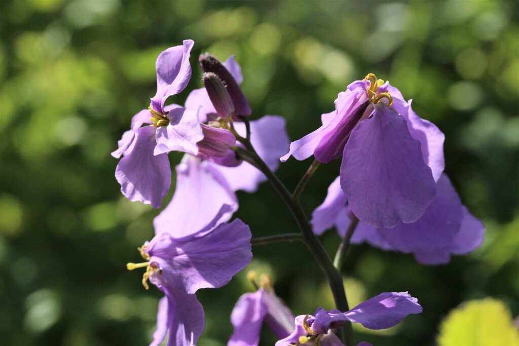 紫の花で　気持ち鎮めよう