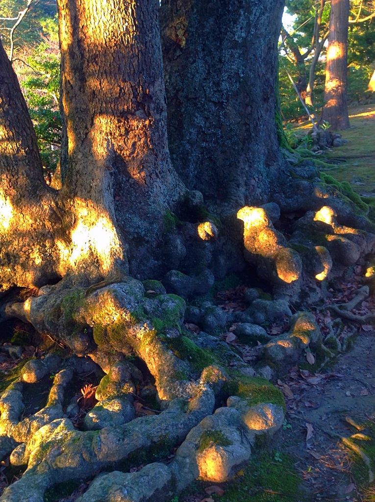 根元にも顔がある　（2015年12月の兼六園　その5）