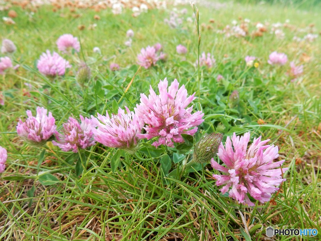 ツメクサかな？　コロコロっと集まってくるよう・・　　（コペンハーゲンの野原の花）