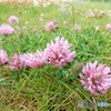 ツメクサかな？　コロコロっと集まってくるよう・・　　（コペンハーゲンの野原の花）