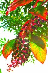 秋の日差しに突き刺されて