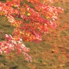 ゆらゆらと