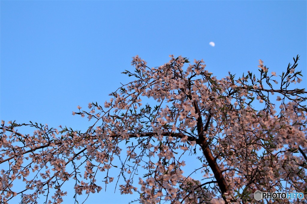 夕闇を待つ　（枝垂れ桜）