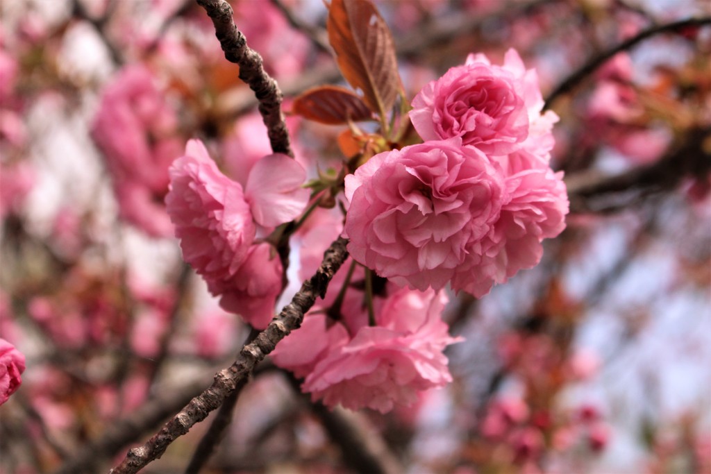赤は優しく　（八重桜）