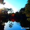 紅一点　（2015年12月の兼六園　その２）