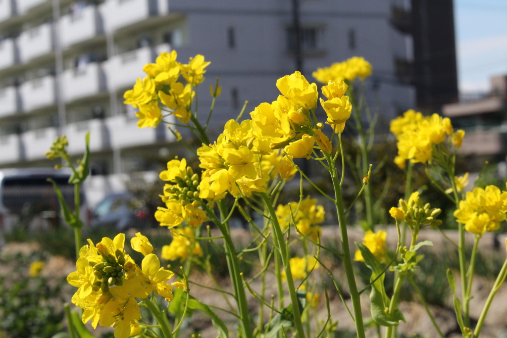 一気に減った近所の菜の花