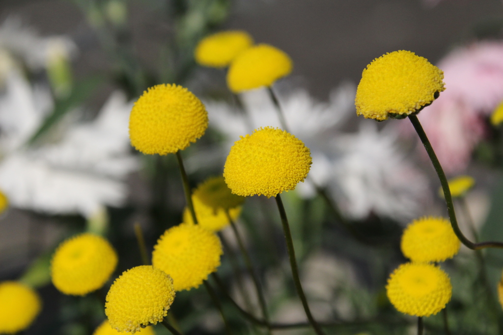 ポンポンポンと黄の花が