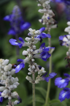 地面からの線香花火