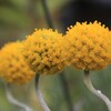 私たちはトリオ