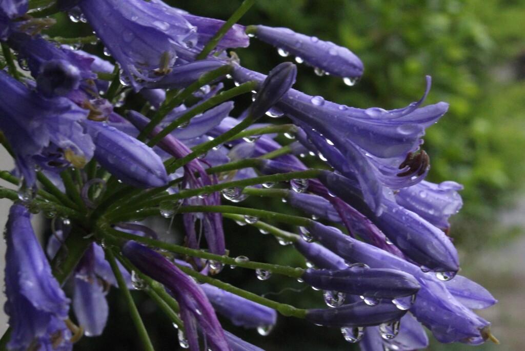 雨でぐったり