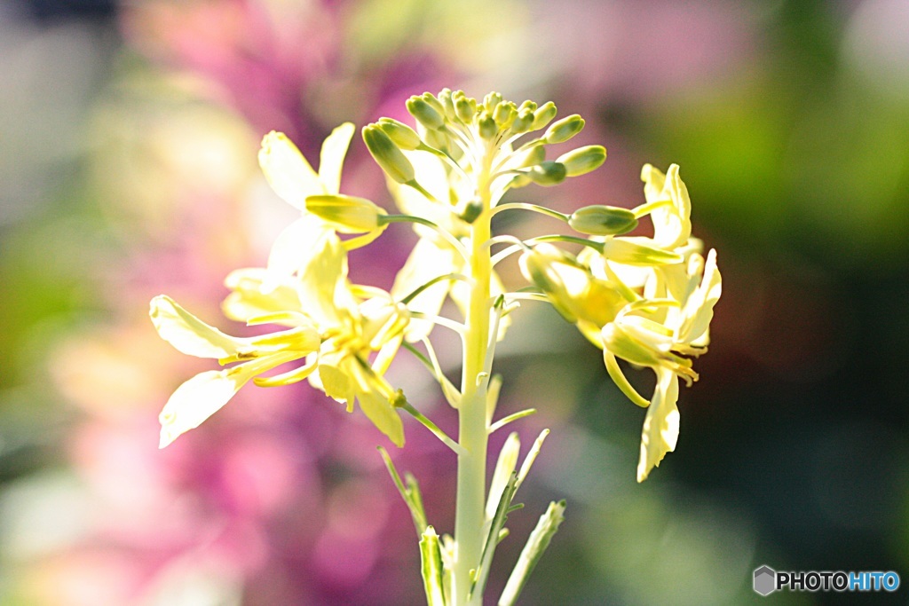 春の便りが届く　（菜の花）
