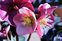 俯かなくなっているの？　（クリスマスローズ　３）