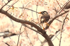 春なのに不安はどこから？