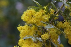 アカシアの雨