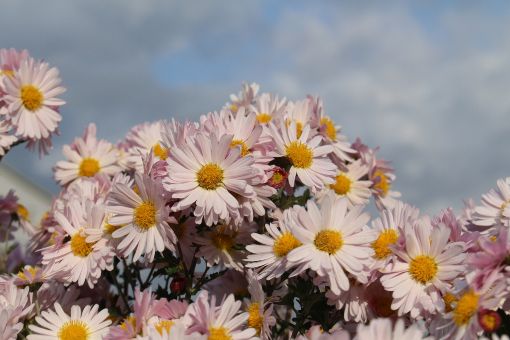 キクが地表を覆いつくしたら・・・・