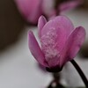 春まだ遠し