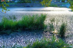 酷夏の残滓　－　碧氷　（近くの池）
