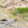 黒ビニールに立ち止まる