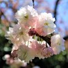 もう少し頑張ってね　(ヤエザクラ）
