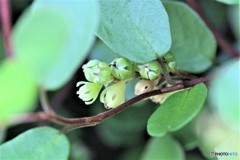 ワイヤプランツ